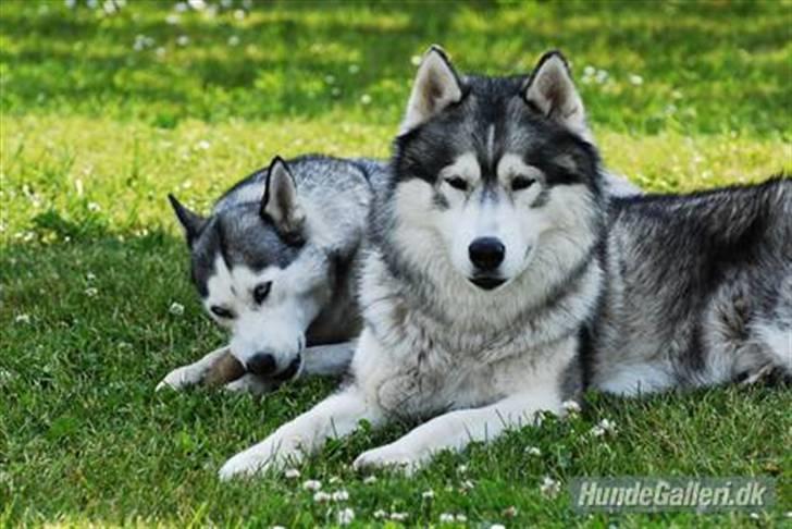 Siberian husky Balto <3 - Mor Tikki og far Loco :D billede 6