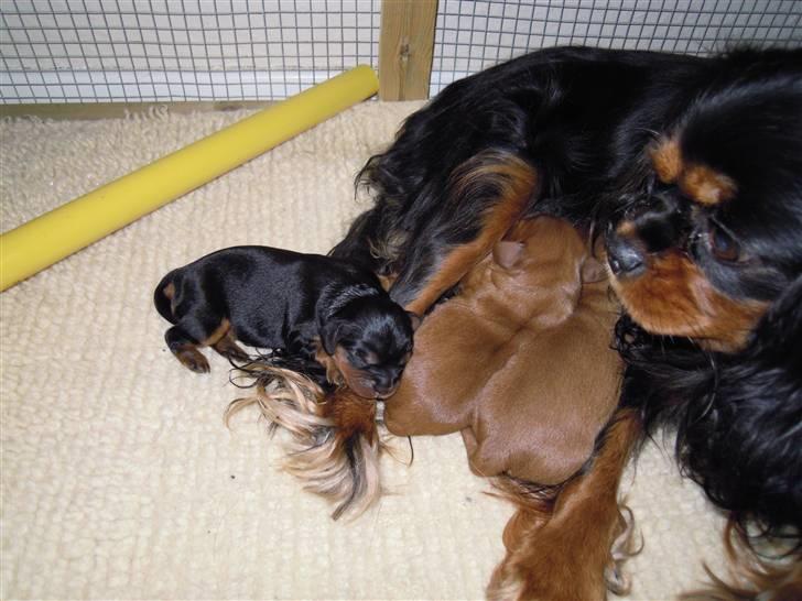 Cavalier king charles spaniel maddie - Ih altså hvor de bliver tykke , bare på en dag. billede 17