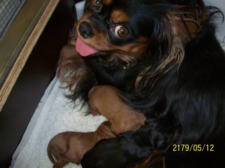 Cavalier king charles spaniel maddie - Nej hvor er jeg glad fo mine fine piger. billede 18
