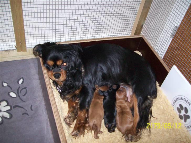 Cavalier king charles spaniel maddie - her er også mine hvalpe billede 19
