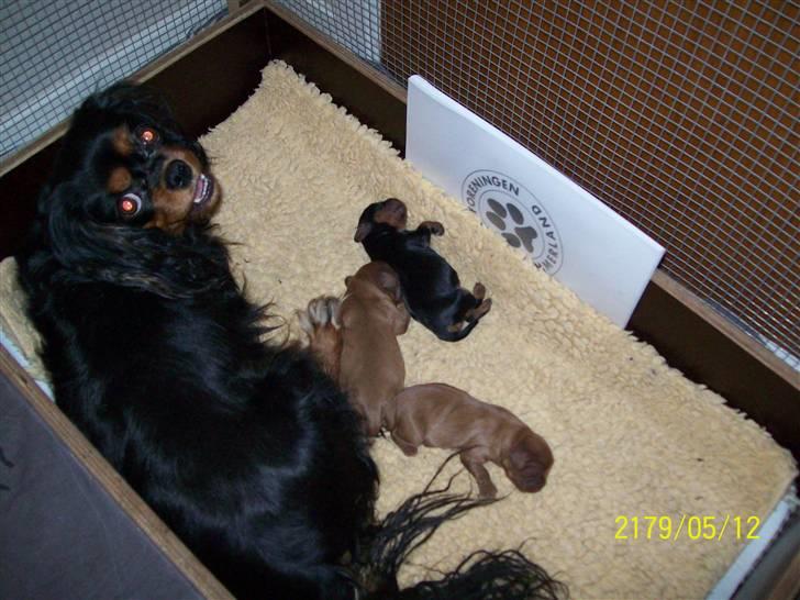 Cavalier king charles spaniel maddie - mine hvalpe født den 30/1 11 billede 20