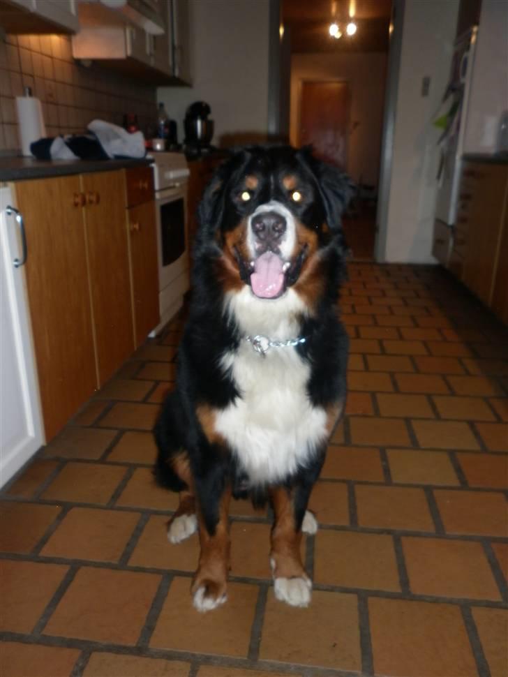 Berner sennenhund Balou - sidder så pænt billede 1