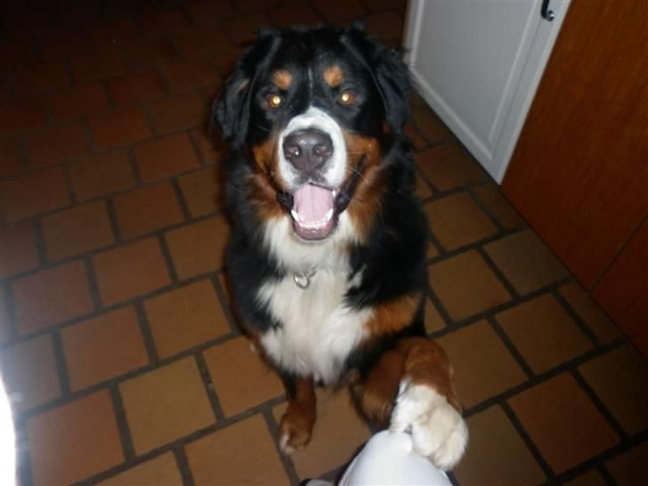 Berner sennenhund Balou - se mor jeg kan gi pote billede 2