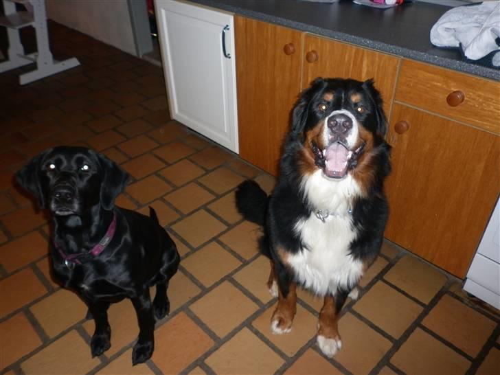 Berner sennenhund Balou - Balou og "storesøster" Nala billede 3