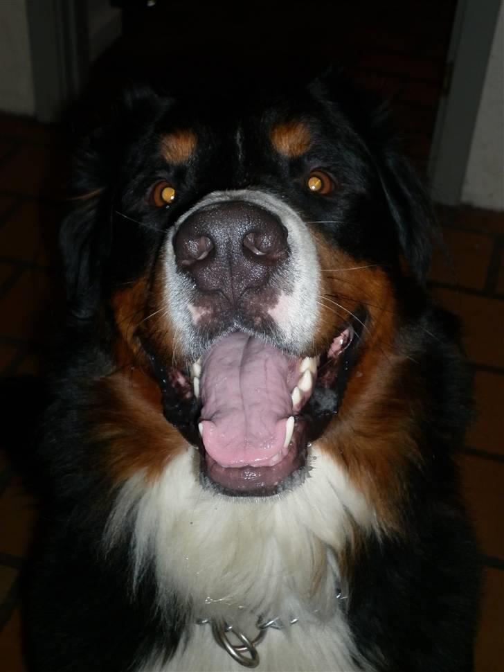 Berner sennenhund Balou - close up billede 4