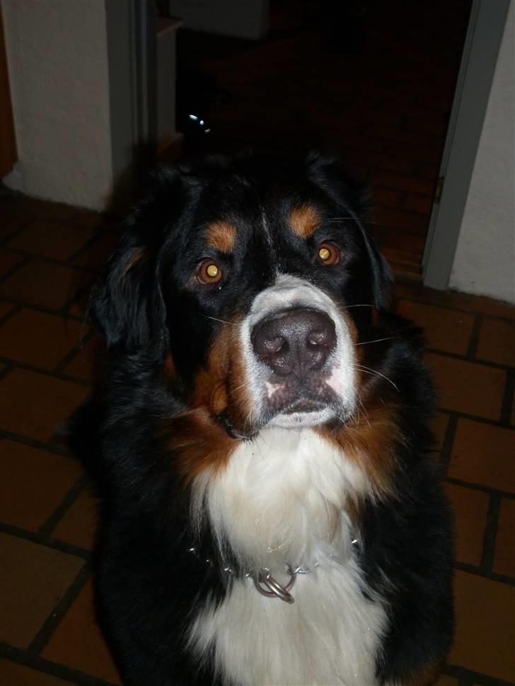 Berner sennenhund Balou - smukke basse billede 5