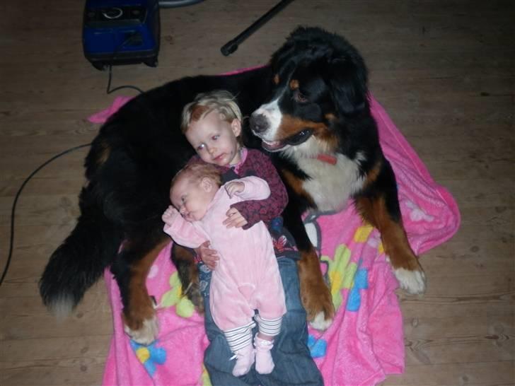 Berner sennenhund Balou - hygge med ungerne billede 6