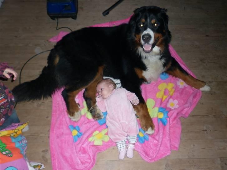 Berner sennenhund Balou - hygge med lillesøster billede 7