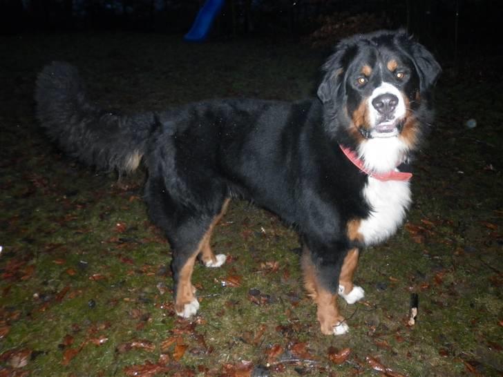 Berner sennenhund Balou - ÆÆÆÆSLER bare at være i haven :D billede 8