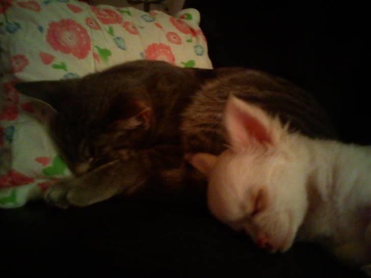 Chihuahua Oscar - Oscar og viggo <3 billede 11