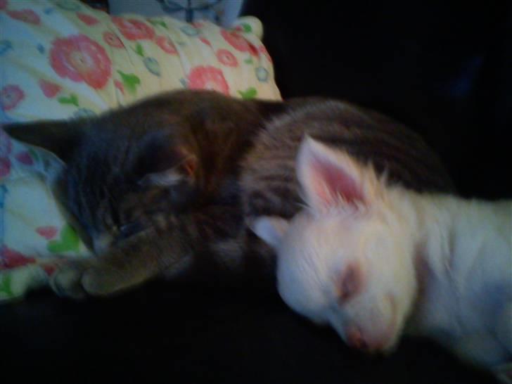 Chihuahua Oscar - viggo & Oscar <3 billede 12