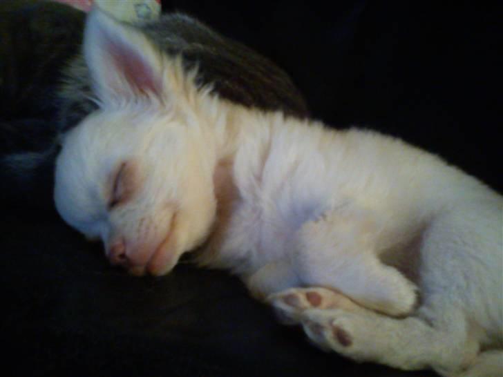 Chihuahua Oscar - Oscar billede 13