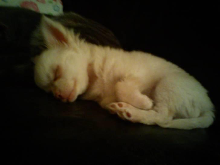 Chihuahua Oscar - Oscar <3 billede 14