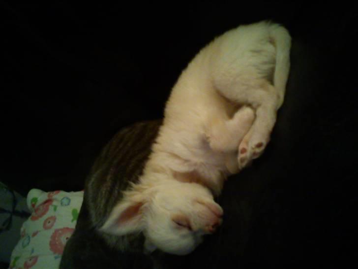 Chihuahua Oscar - Oscar <3 billede 15