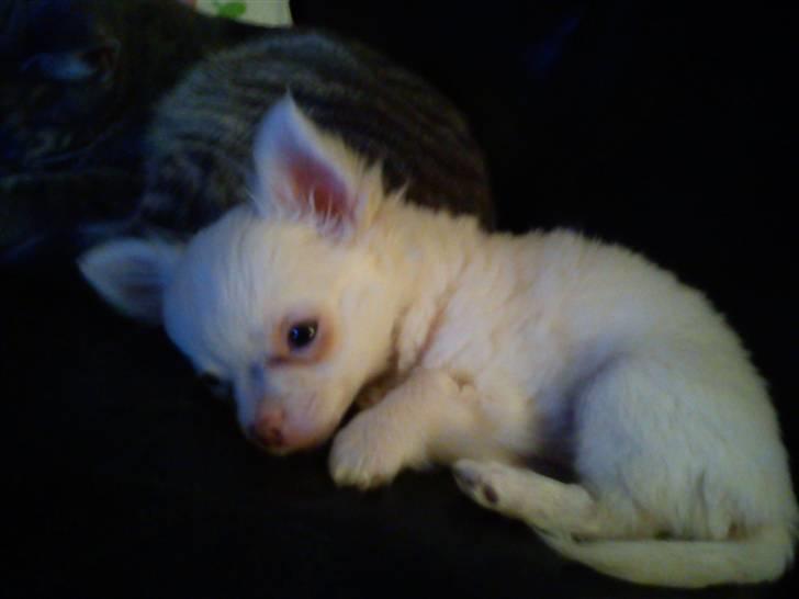 Chihuahua Oscar - Oscar <3 billede 16