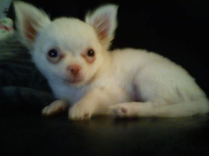 Chihuahua Oscar - Oscar <3 billede 17