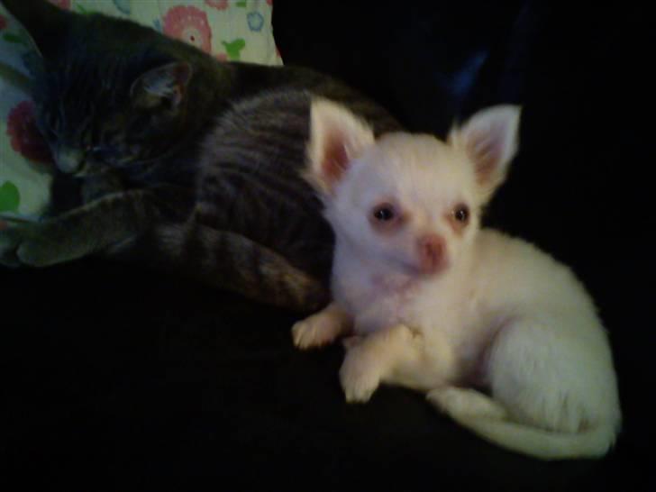 Chihuahua Oscar - Oscar & Viggo <3 billede 18