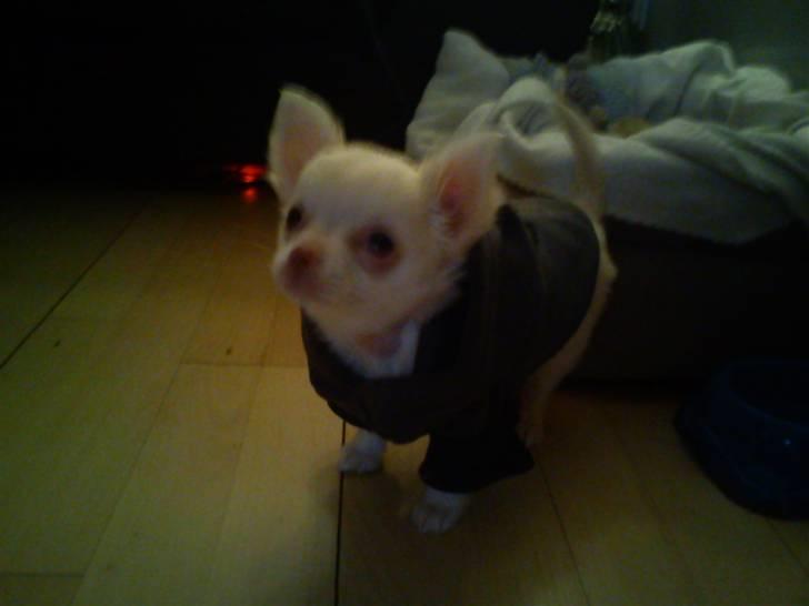 Chihuahua Oscar - Oscar med trøje på <3 billede 19