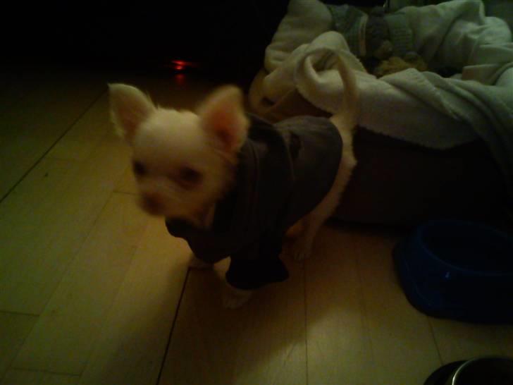 Chihuahua Oscar - Oscar med trøje på <3 billede 20