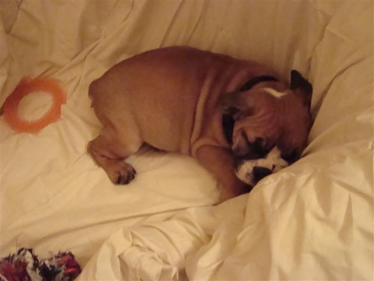 Engelsk bulldog Bella billede 1