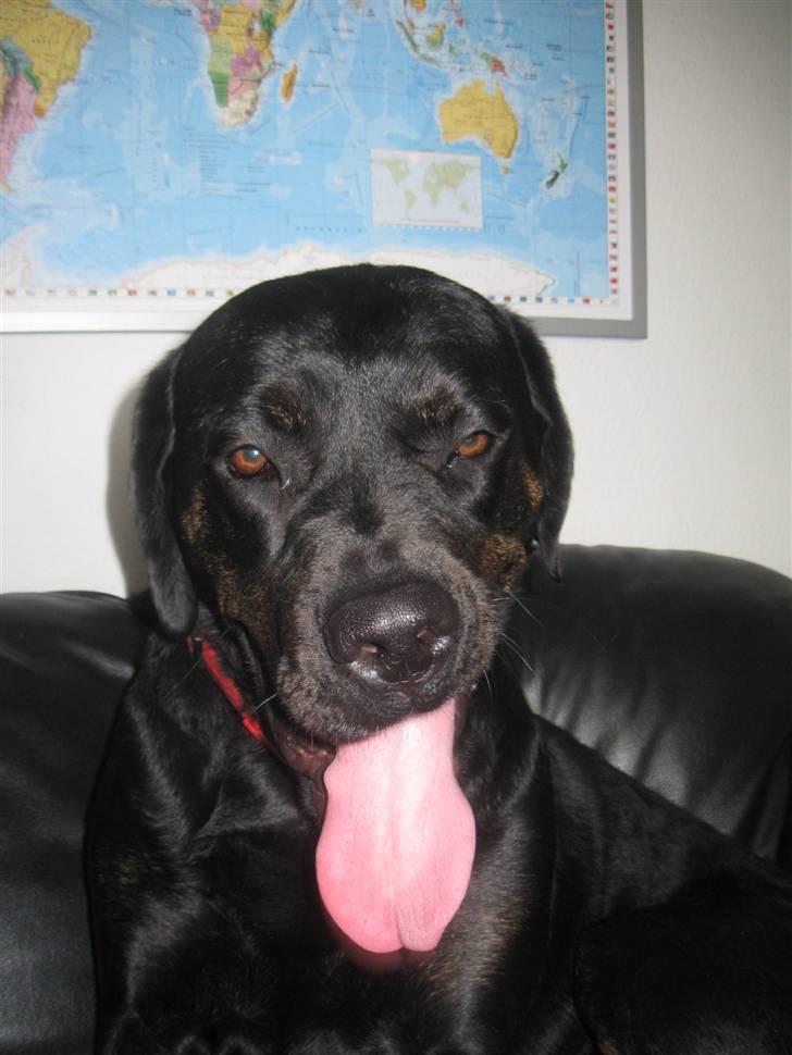 Blanding af racer Chili cheese dog - Chili pigen <3 billede 1