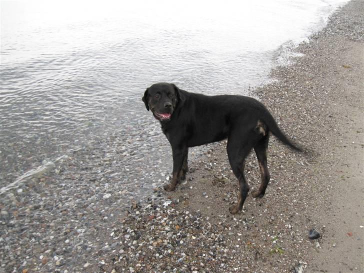 Blanding af racer Chili cheese dog billede 2