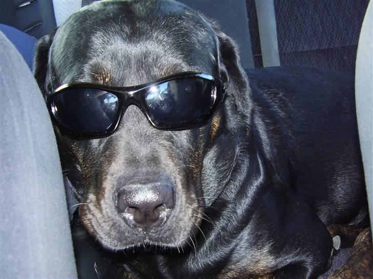 Blanding af racer Chili cheese dog billede 3