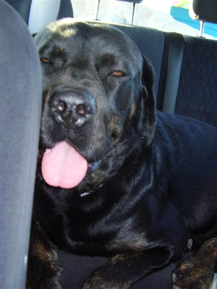 Blanding af racer Chili cheese dog - På køretur igen igen :) billede 4