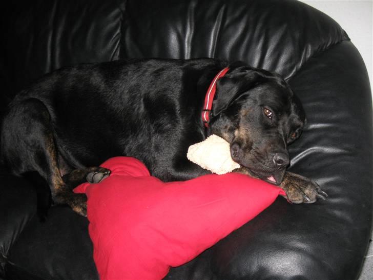 Blanding af racer Chili cheese dog - Den bette kæletrold med sin sutteklud  ;) billede 5