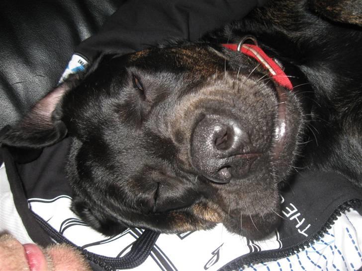 Blanding af racer Chili cheese dog - Chumsen  der ligger og  hygger på manden i sofaen billede 7