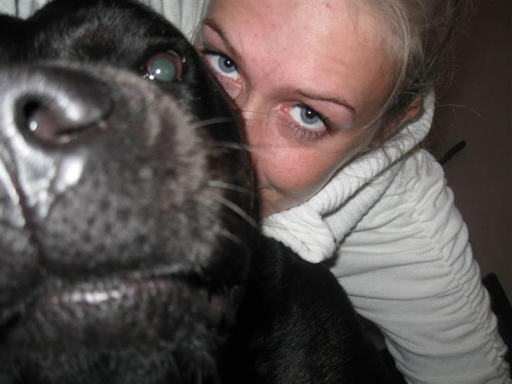 Blanding af racer Chili cheese dog - Linselus :D billede 8