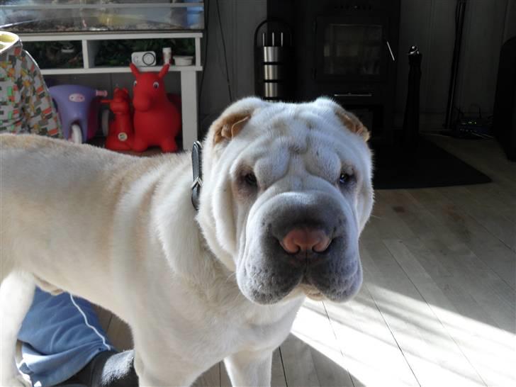 Shar pei Quark billede 8