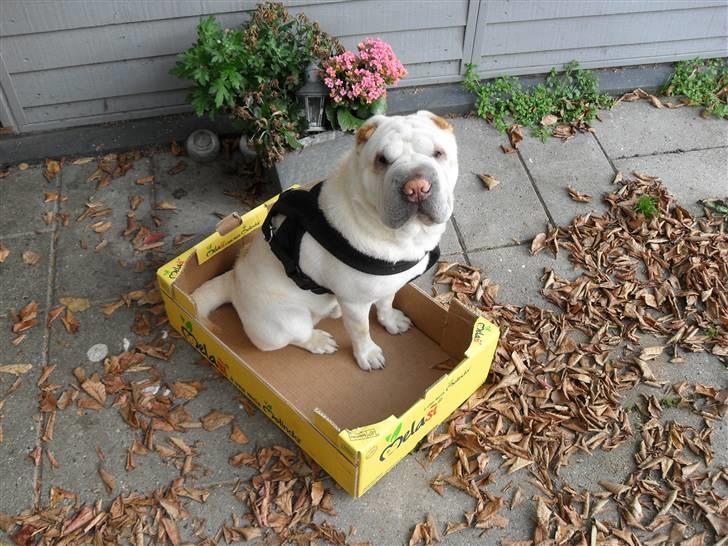 Shar pei Quark billede 9