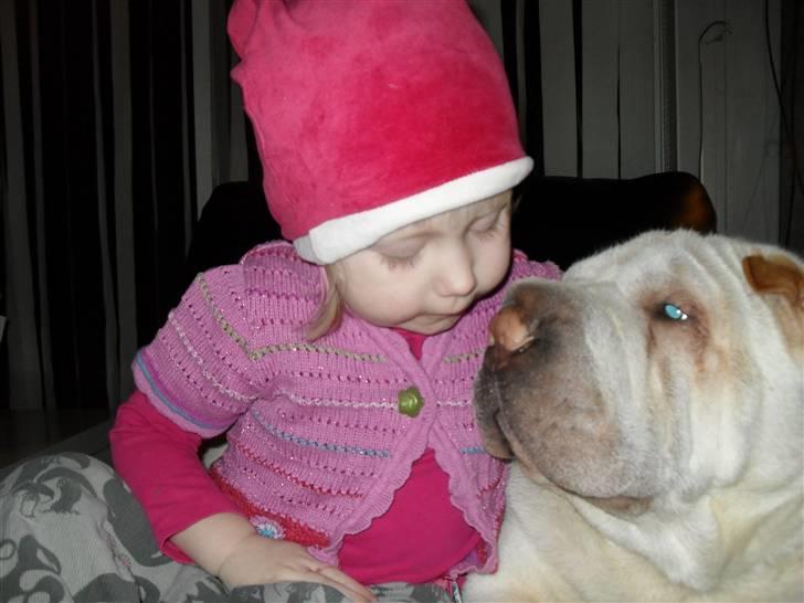 Shar pei Quark billede 10