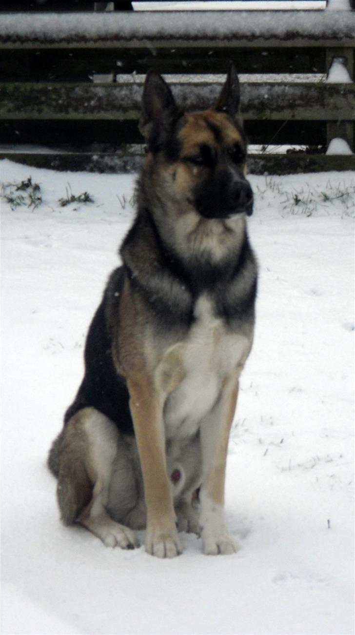 Blanding af racer Coda <'3 billede 13