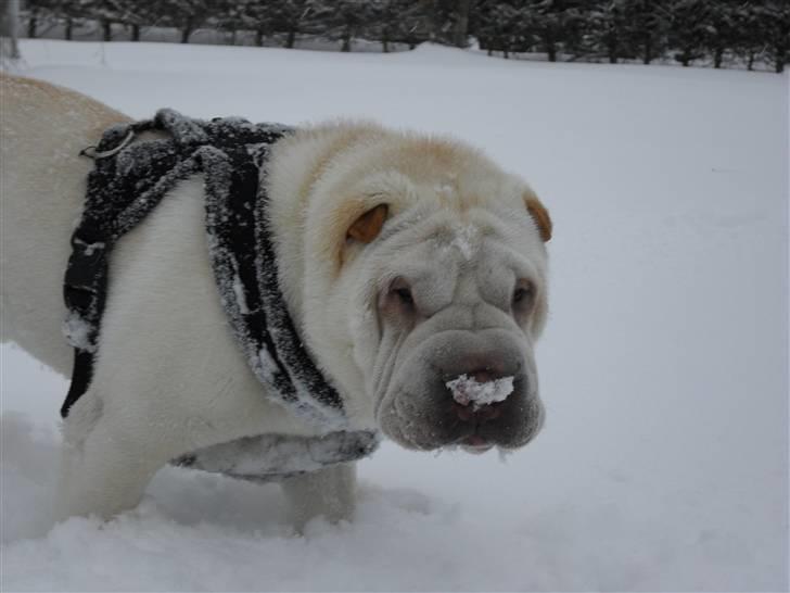 Shar pei Quark billede 11