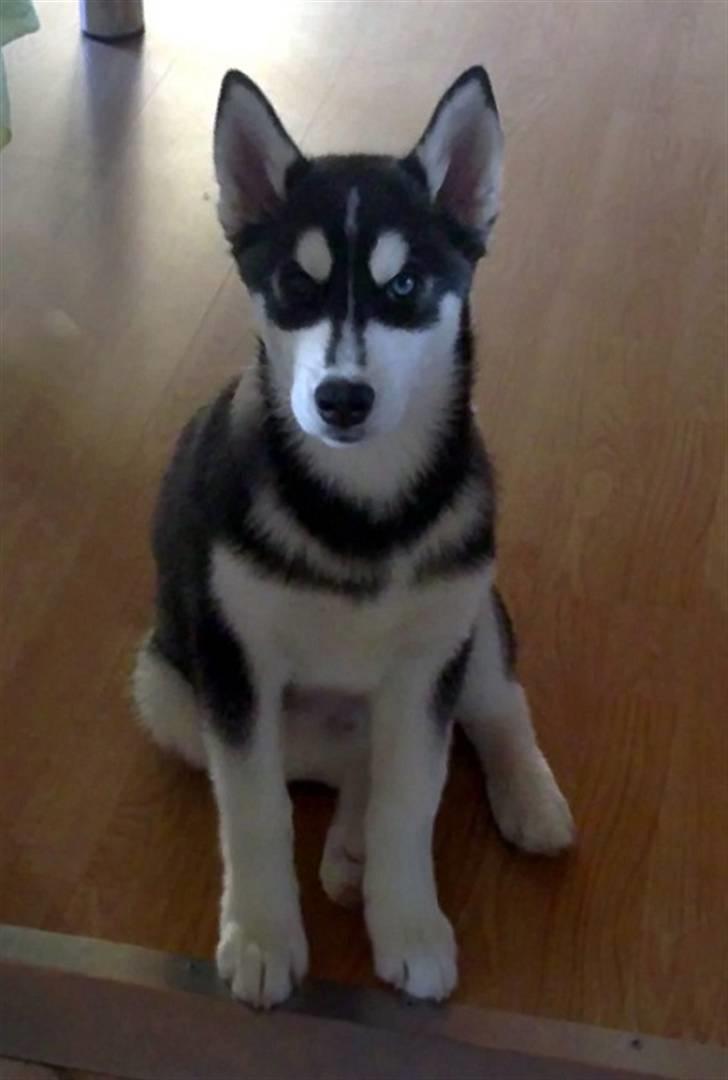 Siberian husky Balto <3 billede 7