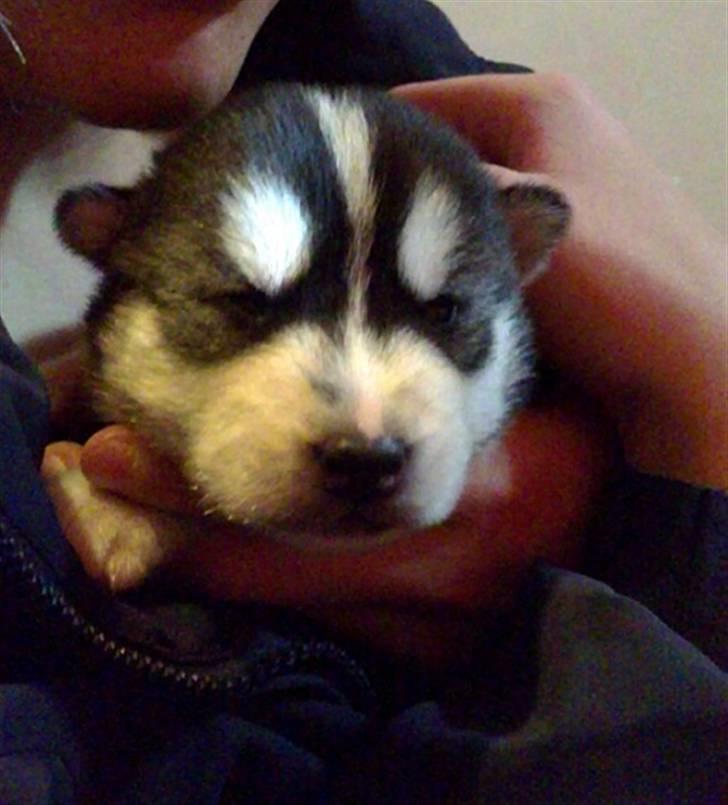 Siberian husky Balto <3 billede 8