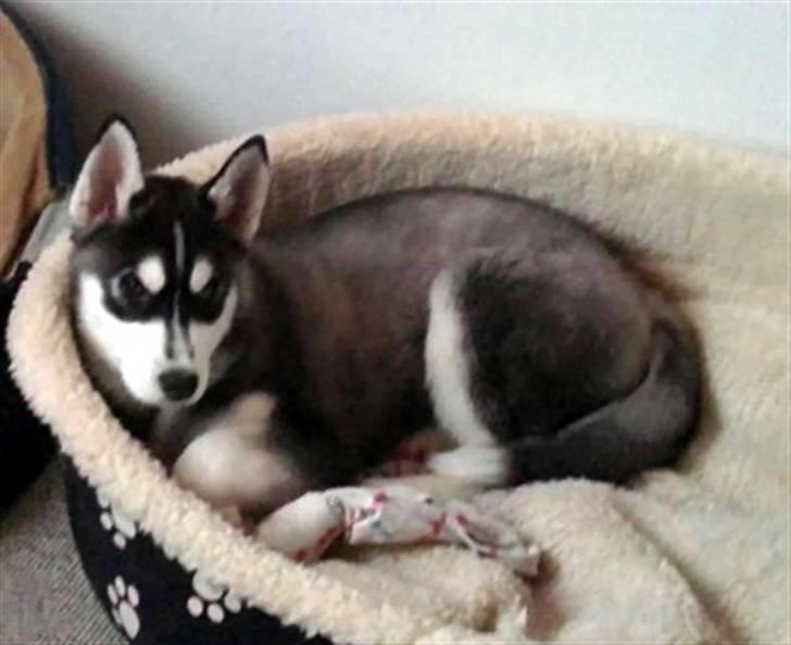 Siberian husky Balto <3 billede 9