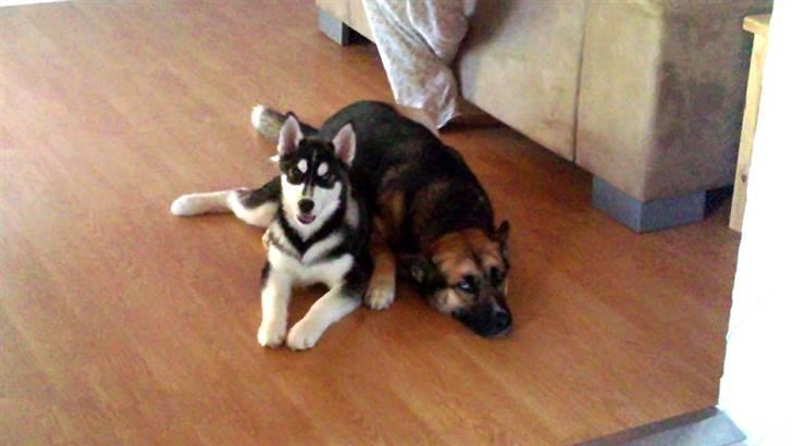 Siberian husky Balto <3 billede 10