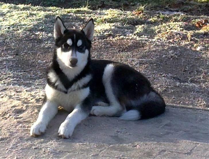 Siberian husky Balto <3 billede 11