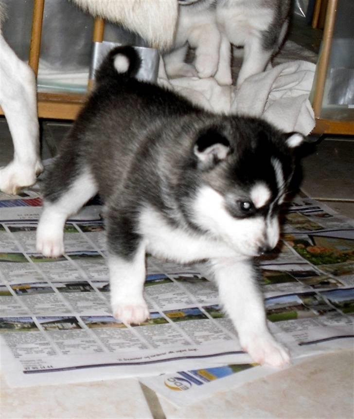 Siberian husky Balto <3 billede 12