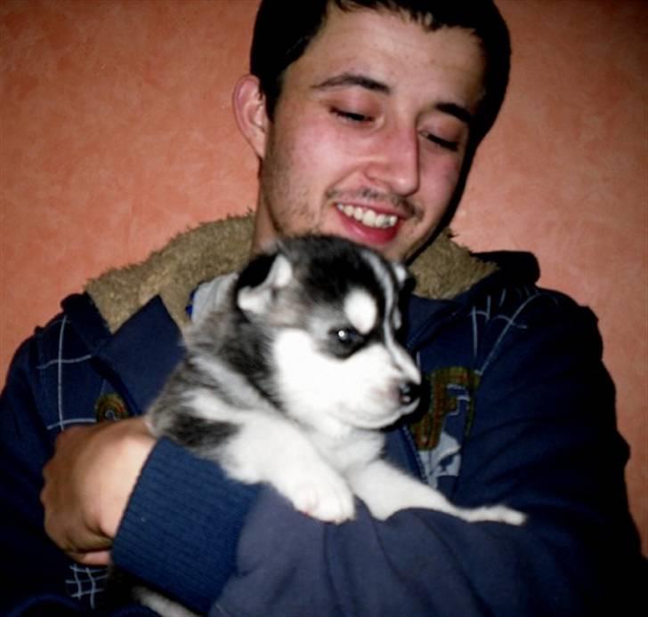 Siberian husky Balto <3 billede 13