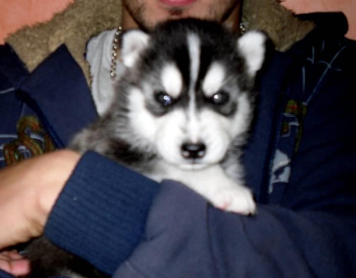 Siberian husky Balto <3 billede 14
