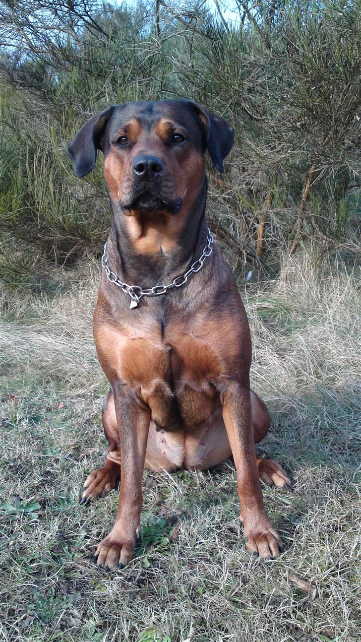 Blanding af racer Quila billede 13