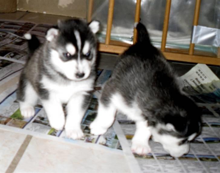 Siberian husky Balto <3 billede 15