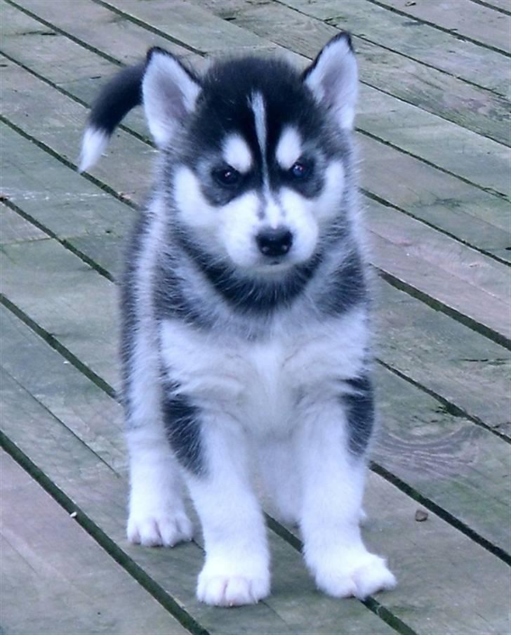 Siberian husky Balto <3 billede 16