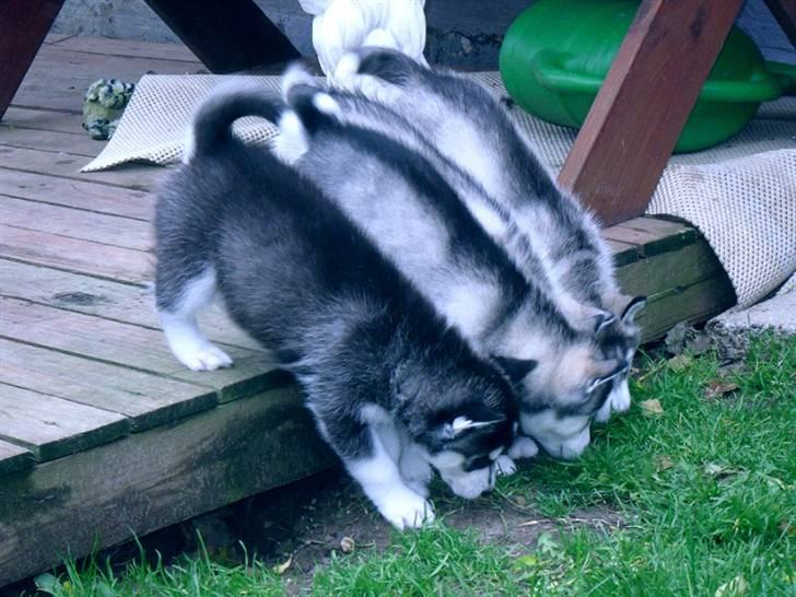 Siberian husky Balto <3 billede 17