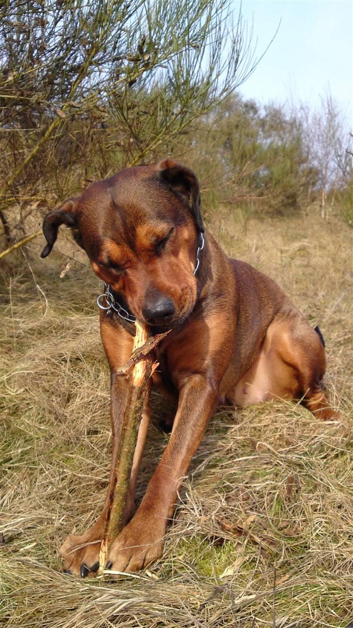 Blanding af racer Quila billede 20