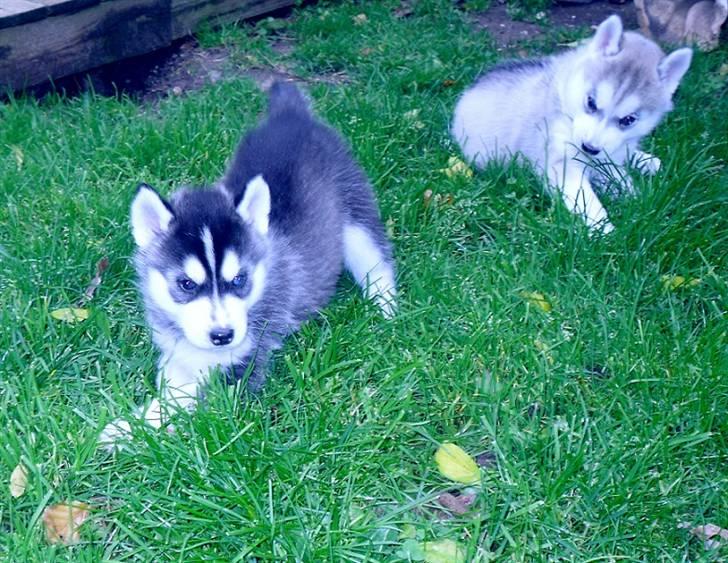 Siberian husky Balto <3 billede 18